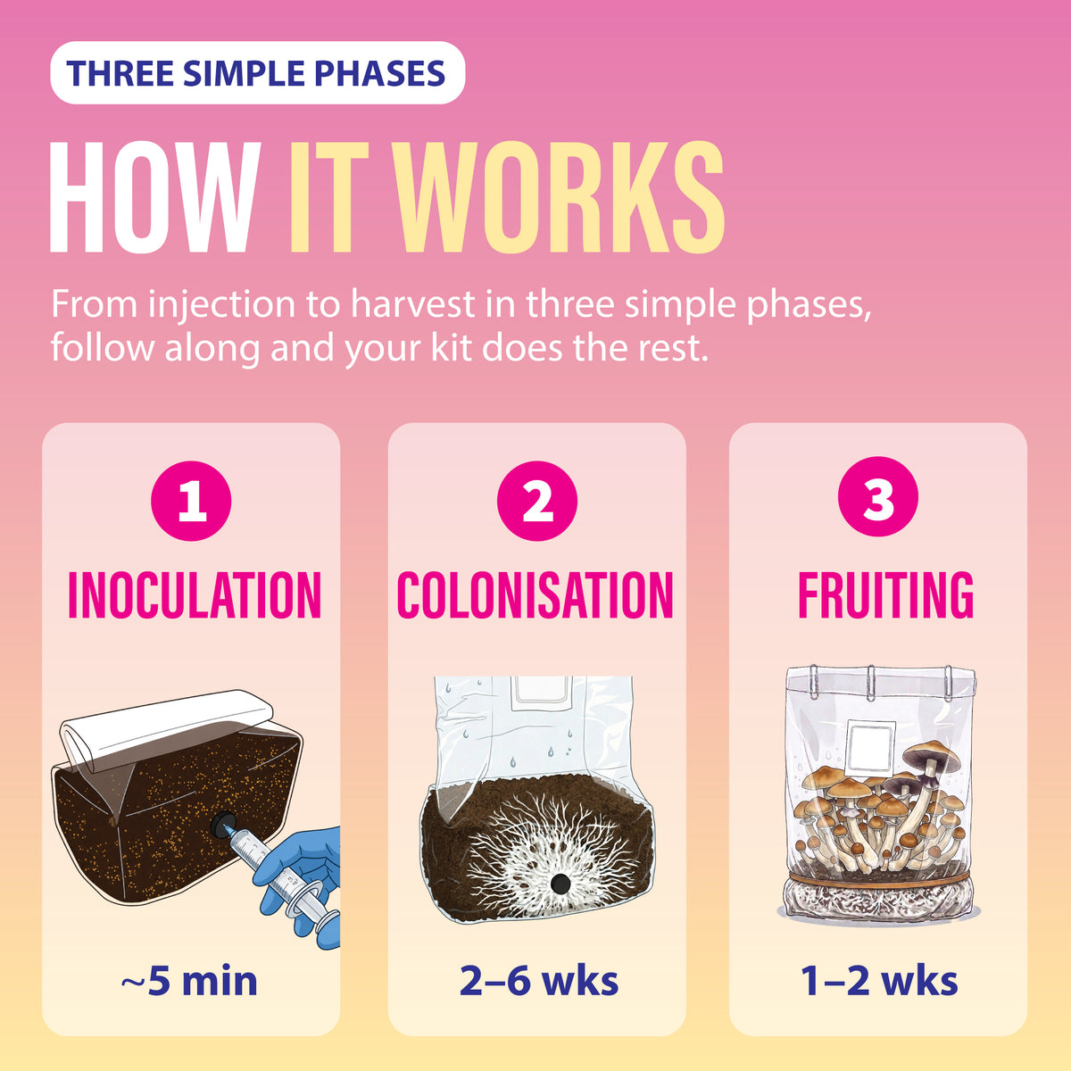 How Inject & Forget works: inoculation, colonisation and fruiting