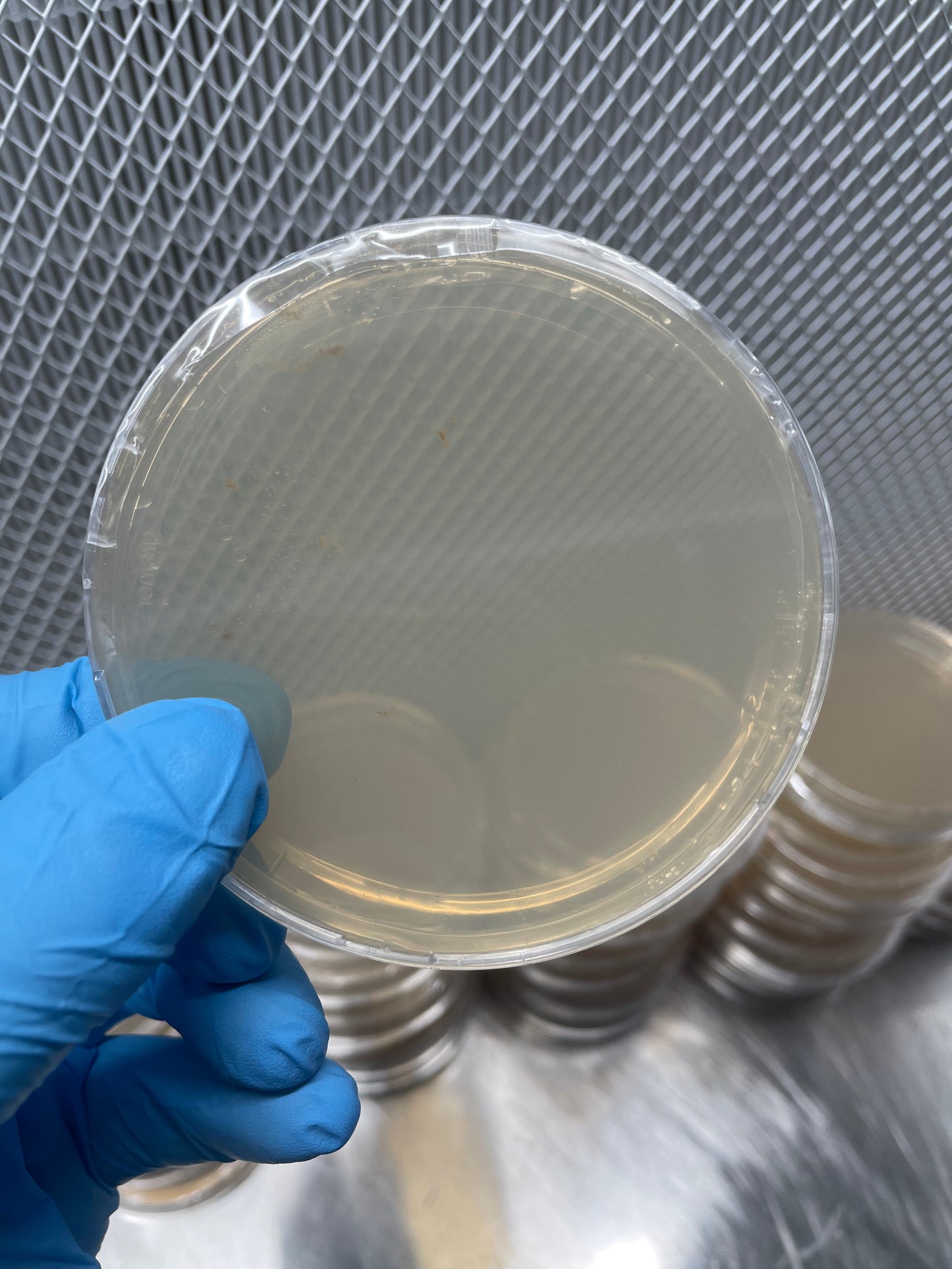 10 x Sterile B grade light malt extract agar plates