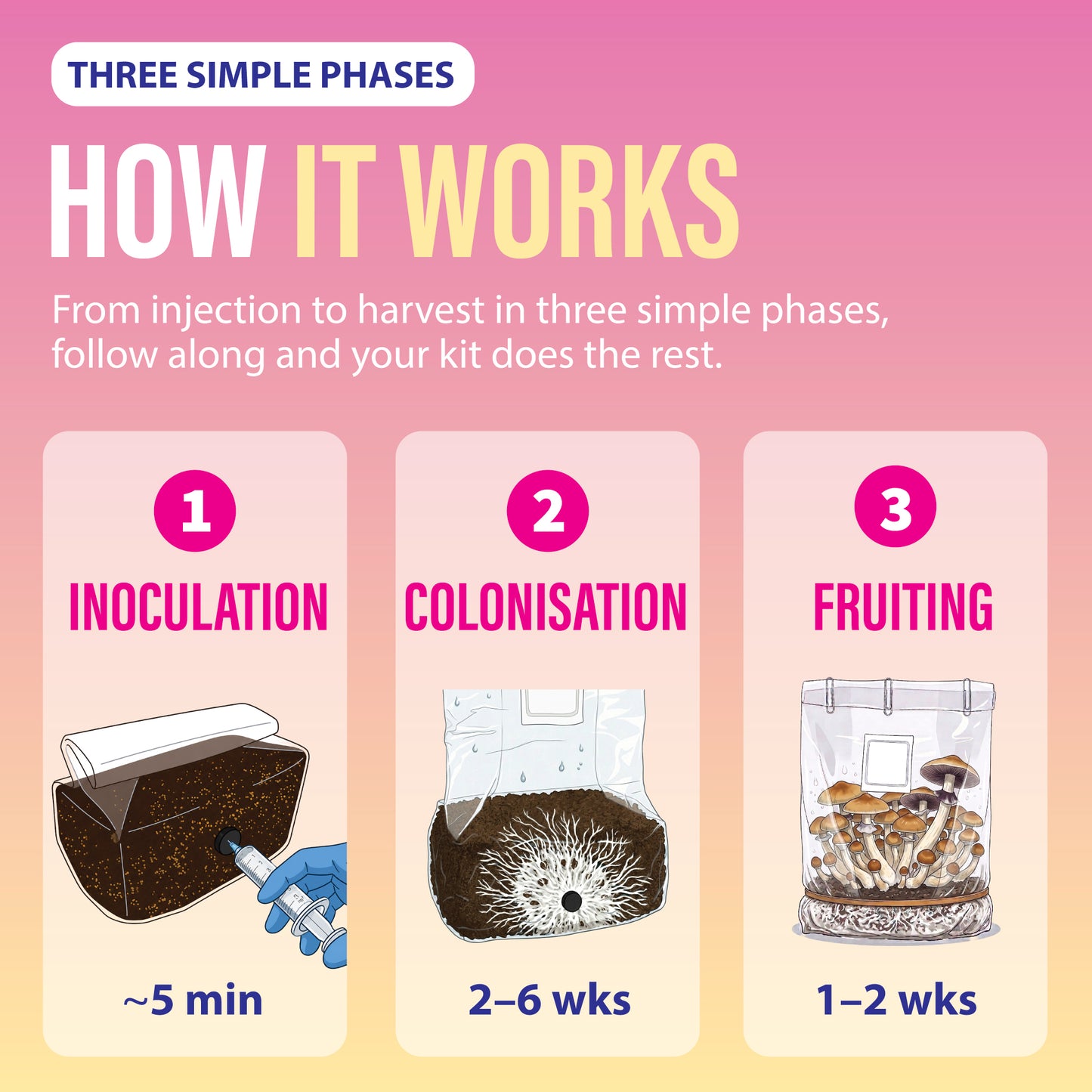 How the Inject and Forget mushroom grow kit works in three phases: inoculation, colonisation and fruiting