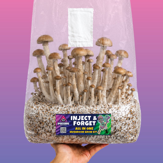 All-in-one mushroom grow kit with mushrooms fruiting directly in the 2.4kg bag, no humidity tent needed