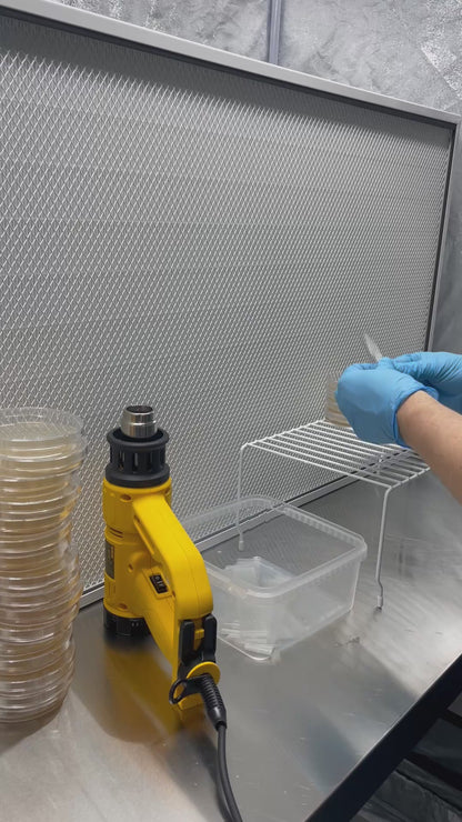 Individually Wrapped LME (Light Malt Extract) Agar Plates + Parafilm Tape